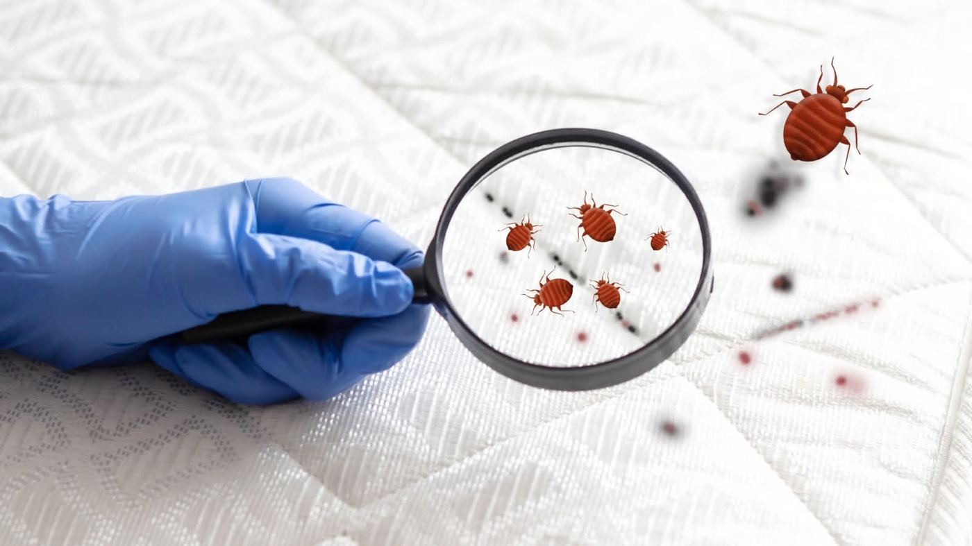 Bed bug extermination service